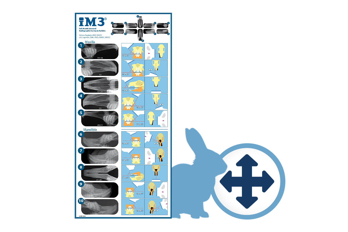 rabbit x-ray positioning poster by iM3