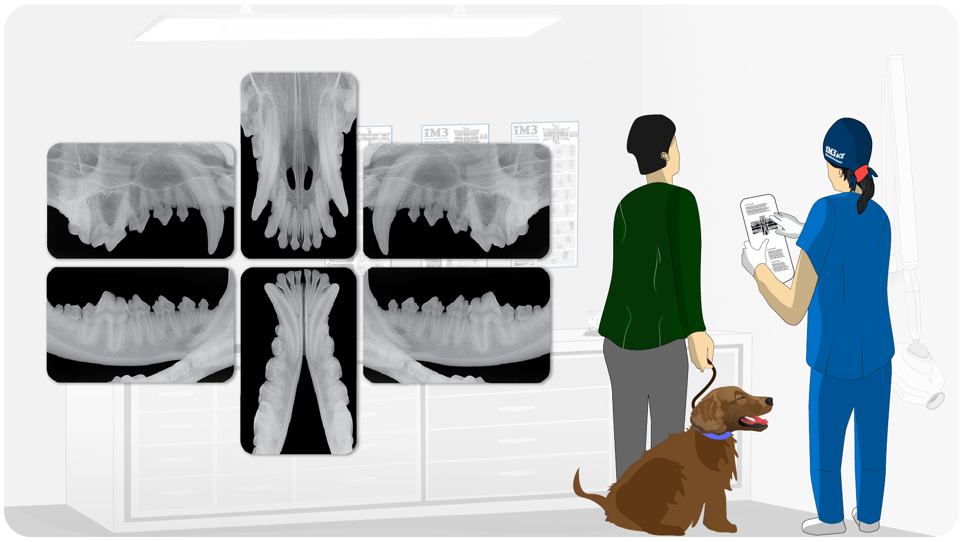 veterinary workflow