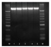 IMMOLASE™ DNA Polymerase | BIO-21046