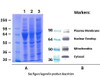 Minute™ Total Protein Extraction Kit for Adipose Tissues/Cultured Adipocytes (20 Preps) | AT-022