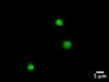 Minute™ Detergent-Free Single Nuclei Isolation Kit (20 Preps) | NI-024