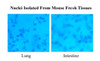 Minute™ Single Nucleus Isolation Kit for Tissues/Cells | SN-047