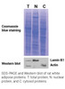 Minute™ Single Nuclei and Cytosol Isolation Kit for Adipose Tissues/Cultured Adipocytes (20 preps) | AN-029