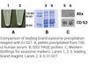 Minute™ High-Efficiency Exosome Precipitation Reagent (20 ml) | EI-027
