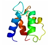 Calbindin D9K