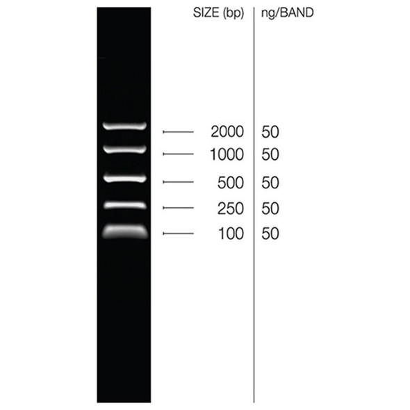 EasyLadder I | BIO-33045