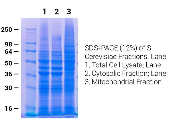 Minute™ Yeast Mitochondria Enrichment Kit (50 Preps) | YM-017