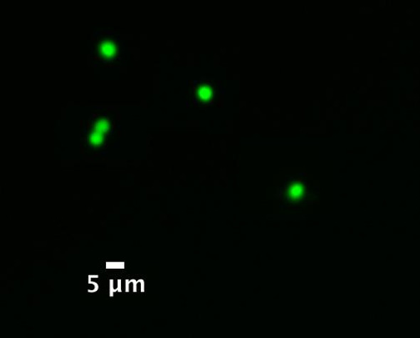 Minute™ Single Nucleus Isolation Kit for Neuronal Tissues/Cells (20 preps) | BN-020