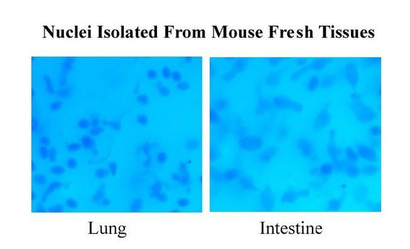 Minute™ Single Nucleus Isolation Kit for Tissues/Cells | SN-047