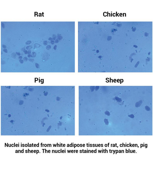 Minute™ Single Nuclei and Cytosol Isolation Kit for Adipose Tissues/Cultured Adipocytes (20 preps) | AN-029