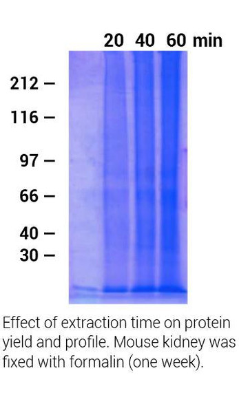 Minute™ Protein Extraction Kit for Fixed and Embedded Tissues (20 Preps) | FE-025