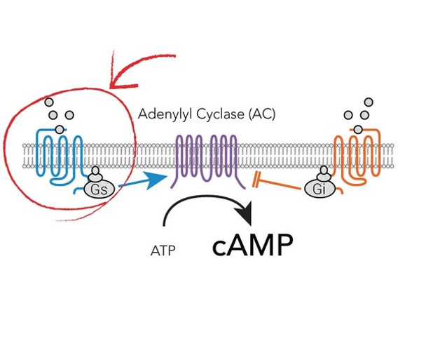 Human Vasopressin Receptor | Z0620N