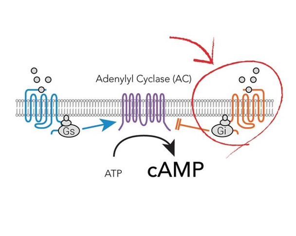 Human Nociceptin Opioid Receptor (NOP) | Z0700N