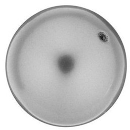 Swarovski Crystal Pearl 12mm Round GREY 5810