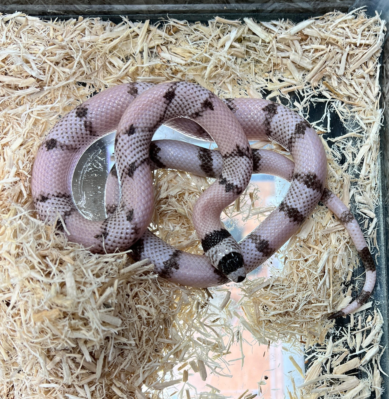 Honduran Ghost Milk Snake
