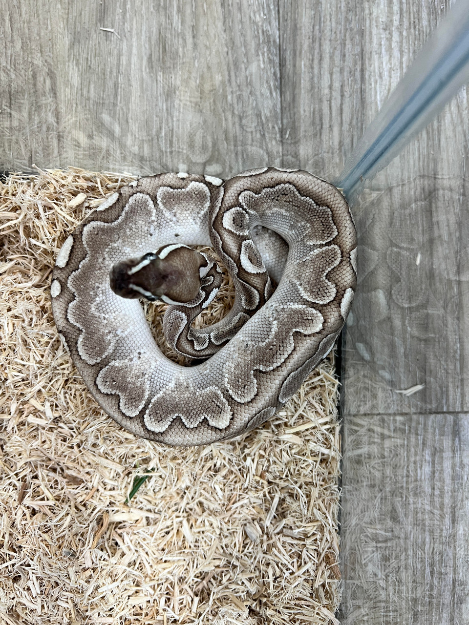 Chocolate Bamboo Ball Python