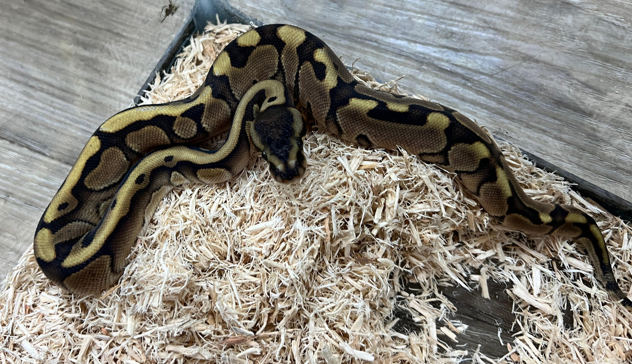 Fire Lavender Ball Python