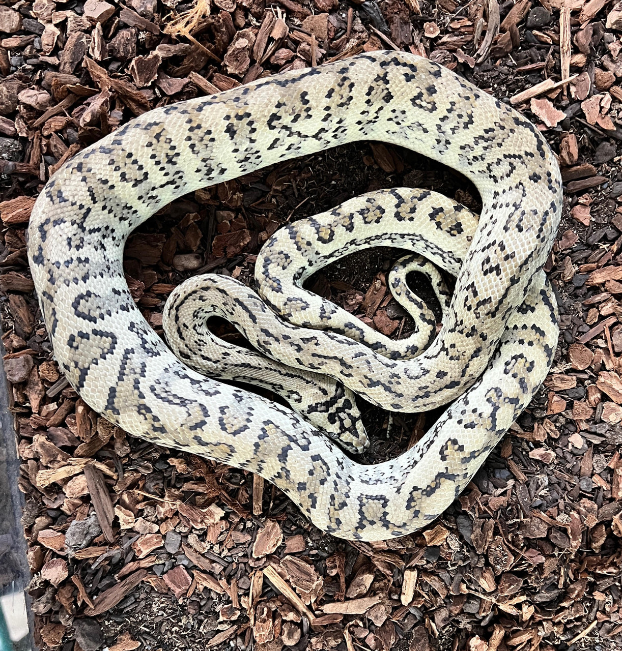 Pure Coastal Carmel/Jag 100% Axanthic Carpet Python