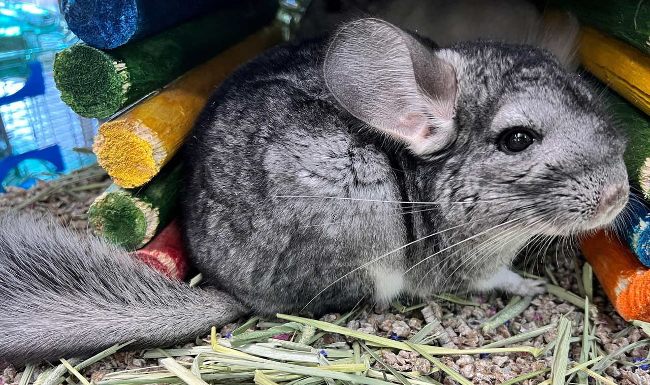 Chinchillas Live Chinchilla Exotic Pets Grey Chinchilla