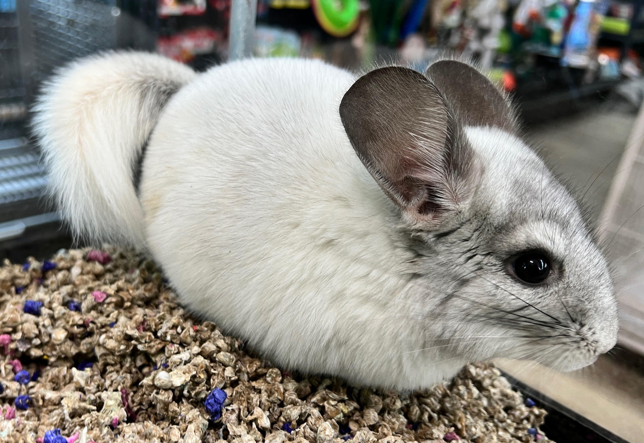 Sale chinchilla white mosaic Sale Black Friday