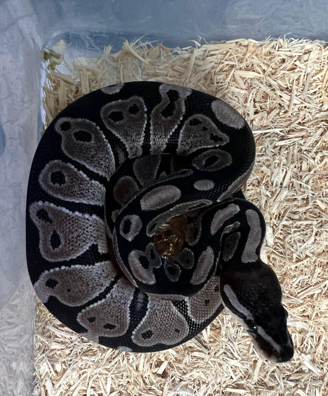 Axanthic Ball Python