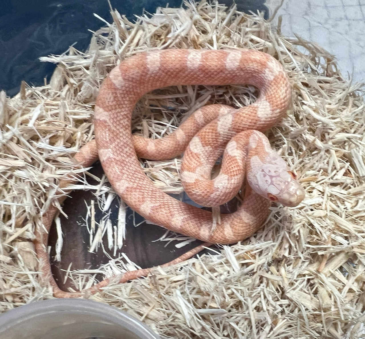Rose Glo Rat Snake