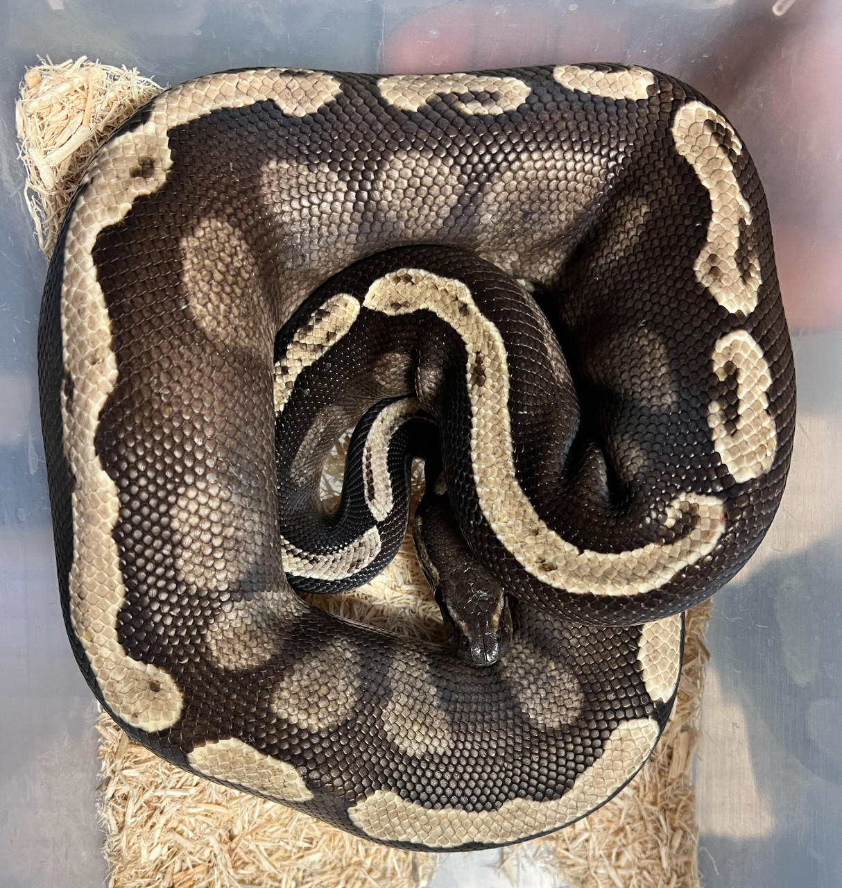 Mojave Ball Python