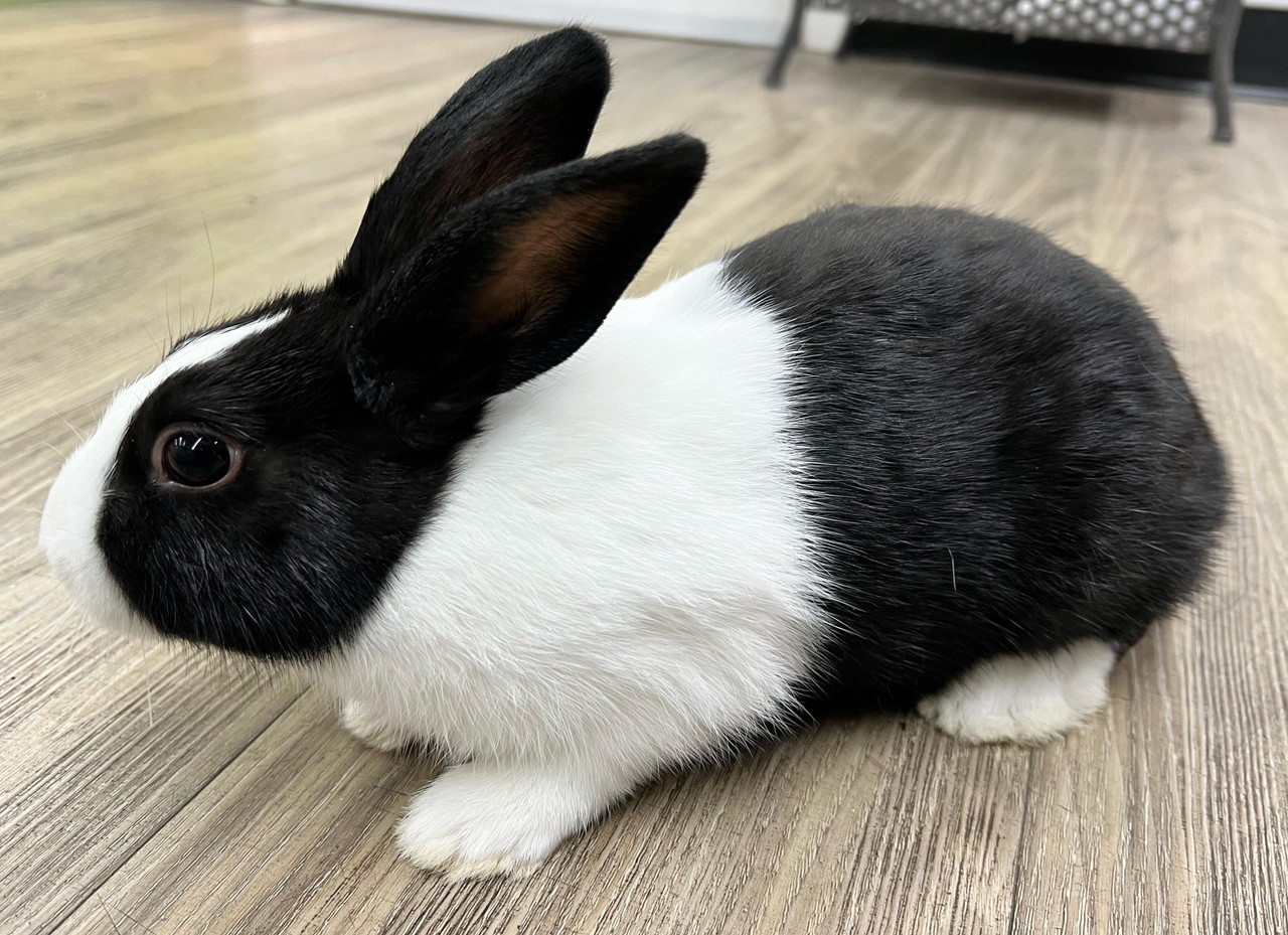 Dutch Rabbit