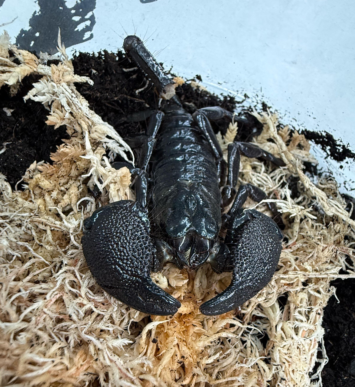 Emperor Scorpion (Pandinus imperator)