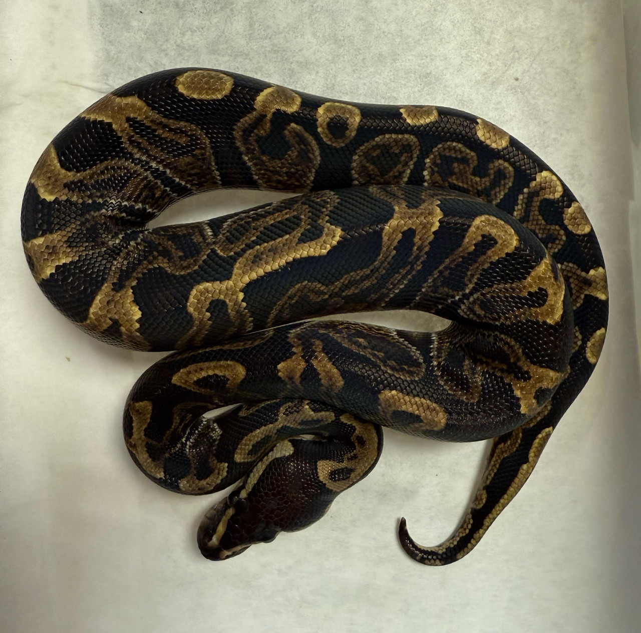 GHI Ball Python