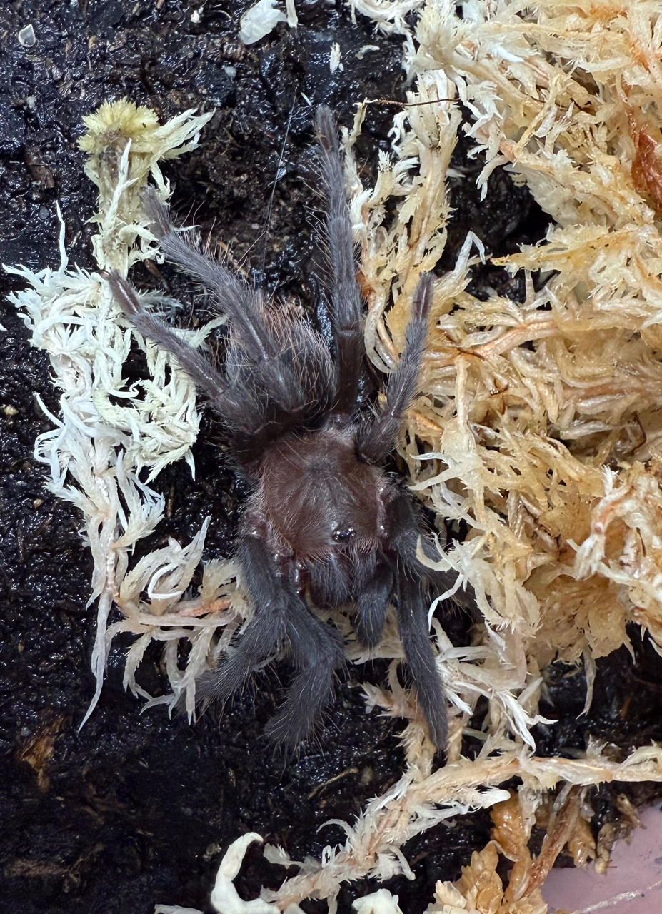 Mexican Red Rump Tarantula