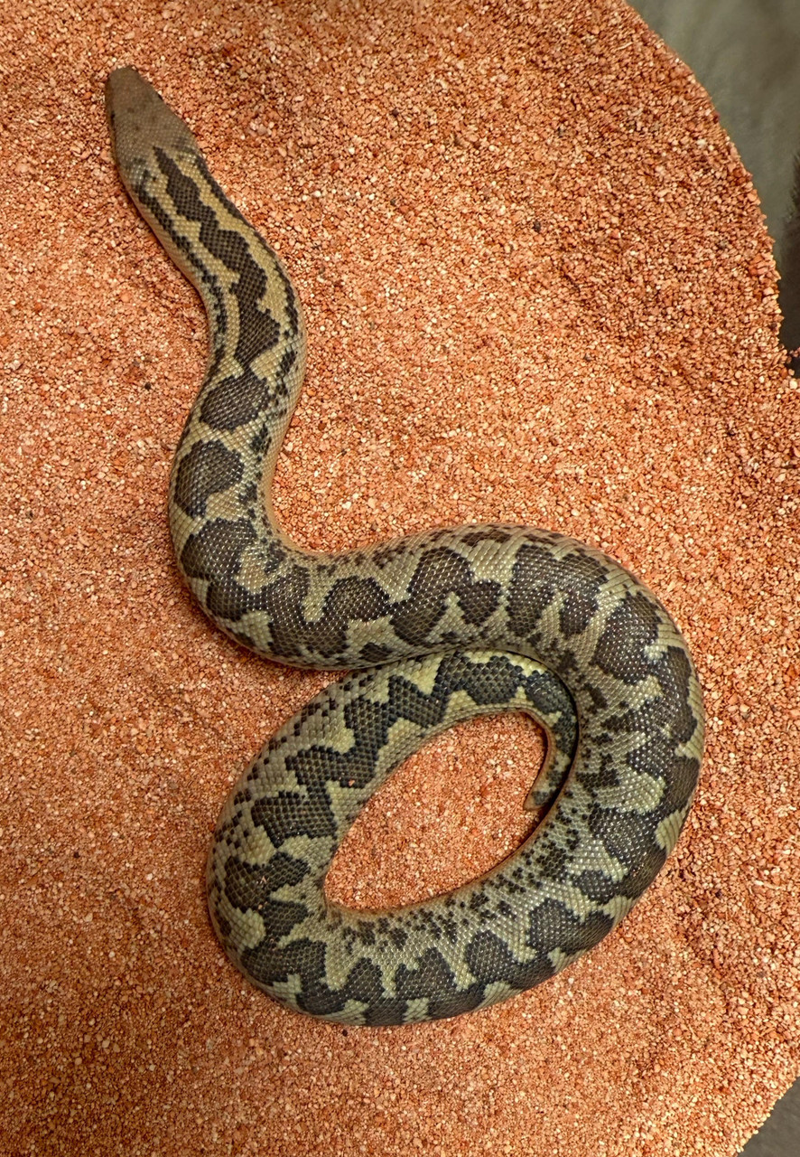 Caramel Hypo Rough Scaled Kenyan Sand Boa