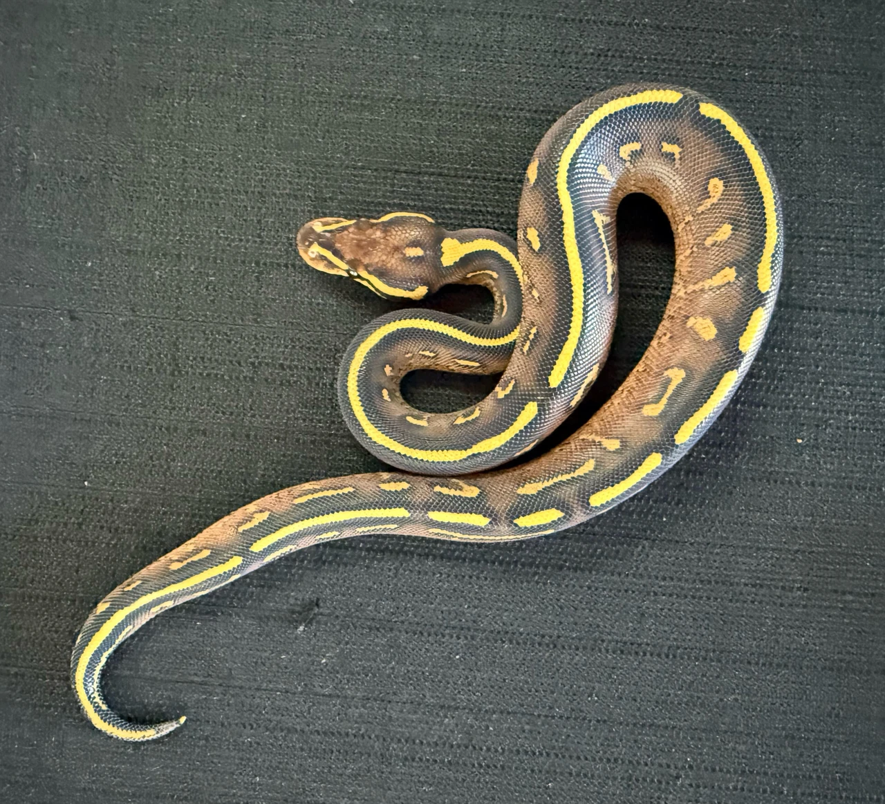 Super Gravel Ball Python