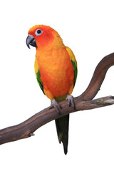 Sun Conure