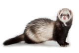 Ferret