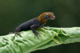 Yellow-Headed Gecko