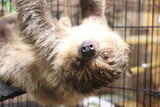 Two-Toed Sloth