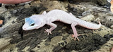 Blizzard Leopard Gecko