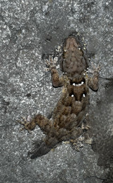 Croc Gecko
