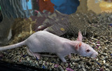 Hairless Rat