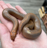 Striped Kenyan Sand Boa