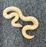 Snow Splash Kenyan Sand Boa