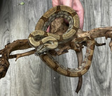 Pearl Island Boa
