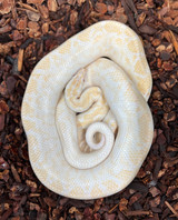 Albino Columbian Rainbow Boa