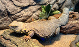 Yellow Uromastyx