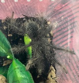 Burgundy Goliath Birdeater Tarantula