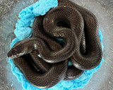 Black House Snake