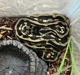 Carpet Python
