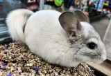 Mosaic Chinchilla