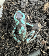 Highland Auratus Dart Frog
